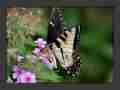 Papilio glaucus bilateral gynandromorph2 (Internet Image property of respective owner, non-commercial use only)